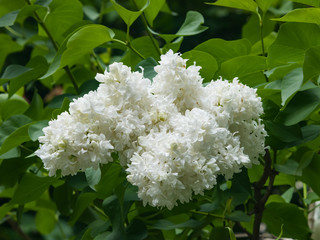 White flowers on Common lilac or Syringa vulgaris macro, selective focus, shallow DOF