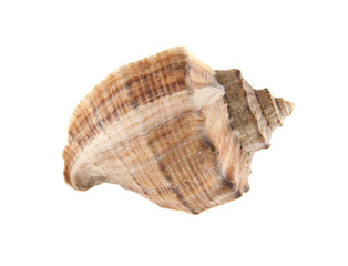 Shell