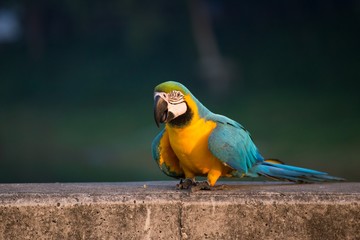 colorful macaw