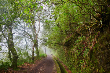 Levada walk through laurel forest near Ribeiro Frio on misty foggy day