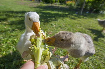 Feeding geese