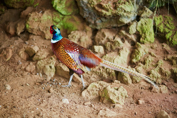 Common Pheasant (Phasianus colchicus)
