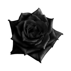 Fototapeta premium Czarna róża na białym tle