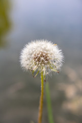 dandelion on water background