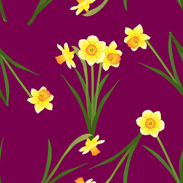 Daffodil - Narcissus on Red Violet Background. Vector Illustration