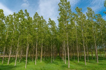 Fototapeta premium Spring forest scene with high trees under blue sky
