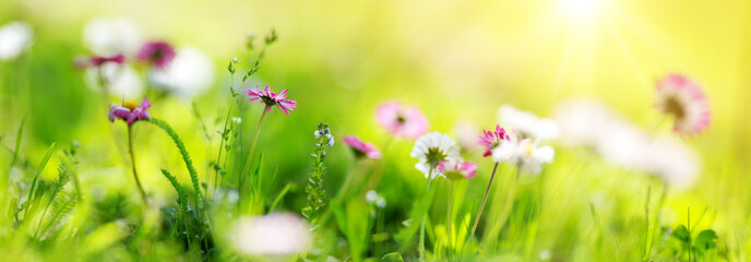 Plakat Green field with daisy blossoms. Closeup of pink spring flowers on the ground