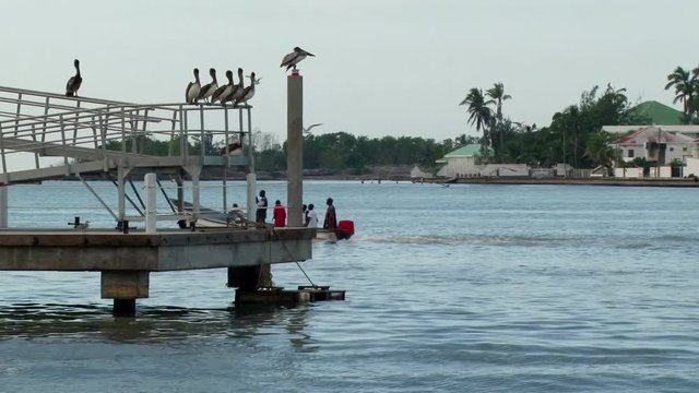 Fishing boat with locals passing pier with pelicans sitting on it at the harbour of Belize City, Belize