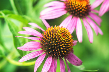 Echinacea purpurea (eastern purple coneflower). Bunch of healing coneflowers. Echinacea Purpurea Maxima in a garden against green background, flowers in bloom closeup. Medicinal plant.