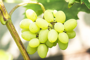 Green grape with leaves. Close-up image of ripe sweet and tasty white grape bunch on the vine. Juicy white grape clusters fresh fruits.