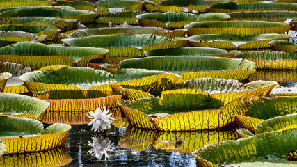 Riesenseerose  auf Mauritius