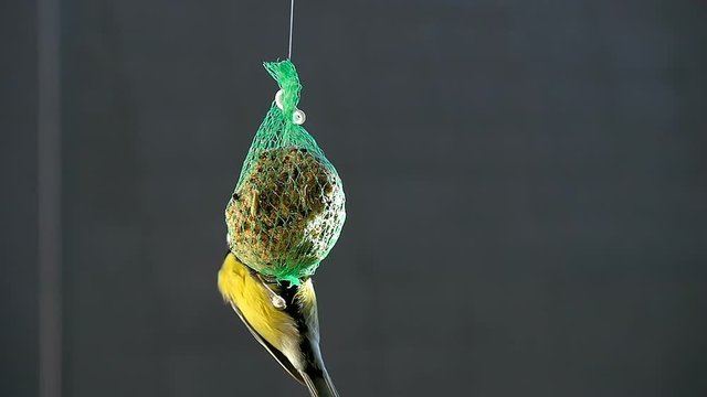 A yellow and black finch feeds from a mesh feeder.