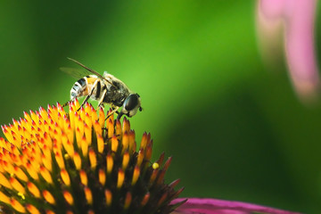 Hoverfly, flower fly, syrphid fly. Eupeodes luniger collects nectar from the pink flower. Mimicry of wasps and bees. Macro photo. Natural background.