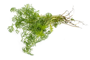 Young fresh vegetable greens