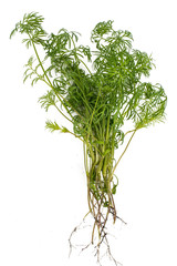 Young fresh vegetable greens