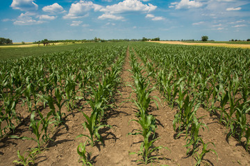 Fields of corn