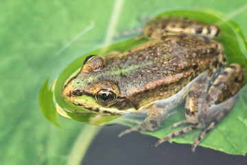 Marsh frog in pond full of weeds. Green frog Pelophylax esculentus sitting in water closeup.