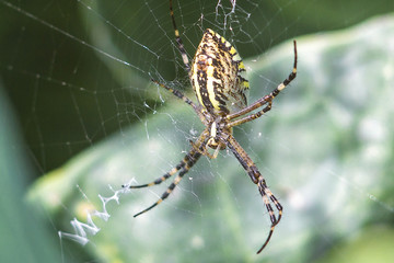 Yellow-black orb-weaver spider. Argiope Bruennichi, or the wasp-spider on the web, cobweb against green natural background, closeup.