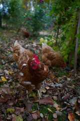 brown hen in autumn