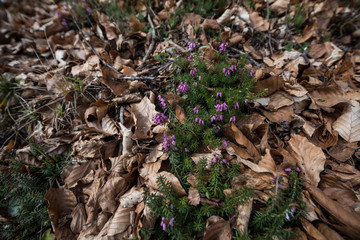 Erica Carnea between the leaves