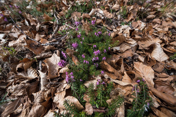 Erica Carnea in the middle of leaves
