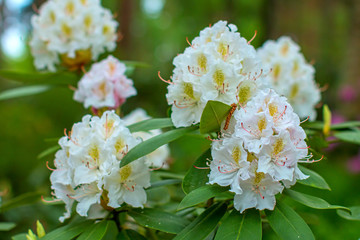 Rhododendron beautiful flower