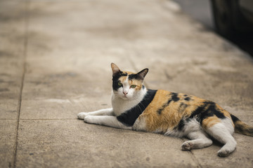 cat on the street