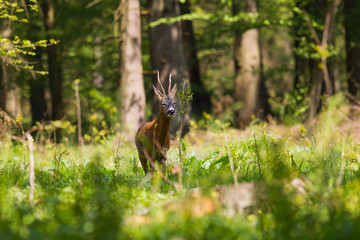 Koziołek © Marcin Zakrzewski