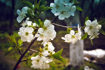 White flowers on bench with leaves