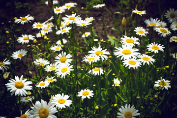 Green glade with white and yellow chamomiles