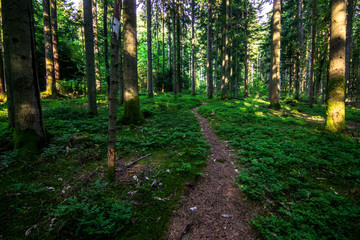 Path in the forest