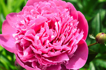 Violet peony on the background of grass