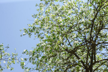 Apple blossom