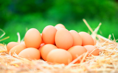 Good quality chicken eggs in local farms with straw on blur green nature background. Fresh, suitable for cooking. Close-up and blur.
