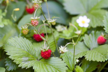 red wild strawberries with green leaves in the garden