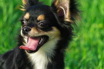 Chihuahua smiling happily on the lawn.