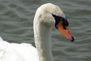Swan