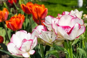 Obraz premium Multicolored tulips growing in the garden