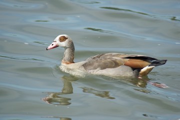 Nilgans