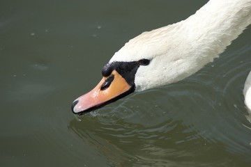 Swan