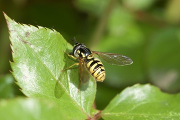 Biene Makro