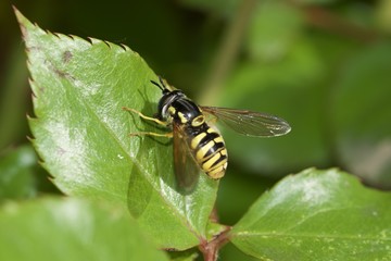 Biene Makro