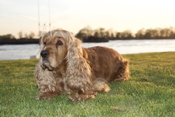 Emma the cocker