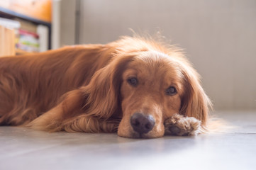 The golden retriever lay prone on the ground.