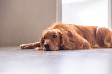 The golden retriever lay prone on the ground.