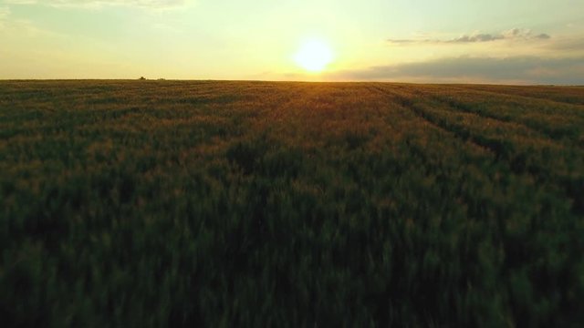 Aerial: low fast flight over the wheat field at golden sunset.