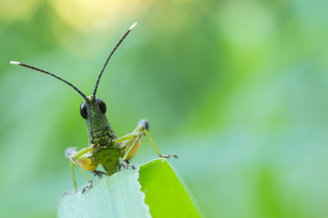 grasshopper