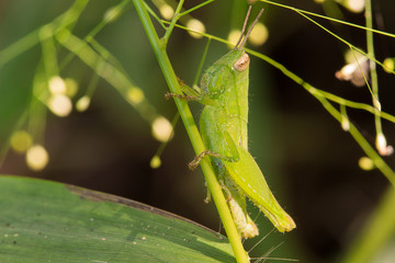 grasshopper