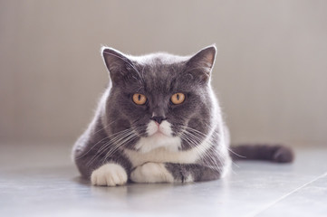 The gray British cat.