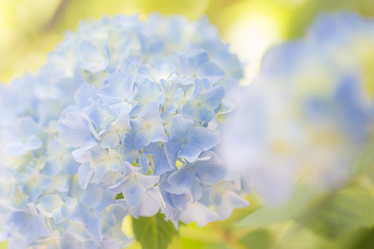 紫陽花images Browse 73 127 Stock Photos Vectors And Video Adobe Stock 紫陽花images Browse 73 127 Stock Photos Vectors And Video Adobe Stock